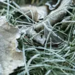 winter protection fruit trees Czech garden snow bark damage
