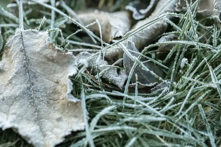 winter protection fruit trees Czech garden snow bark damage