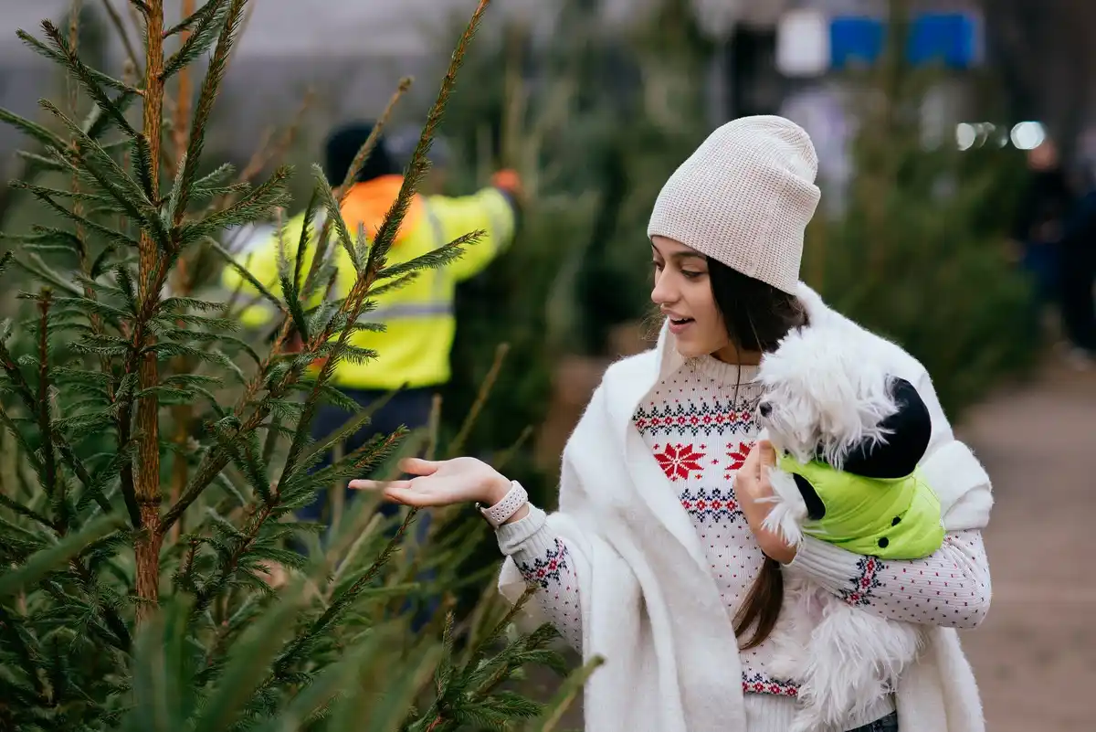 winter care for fruit trees in Czech garden