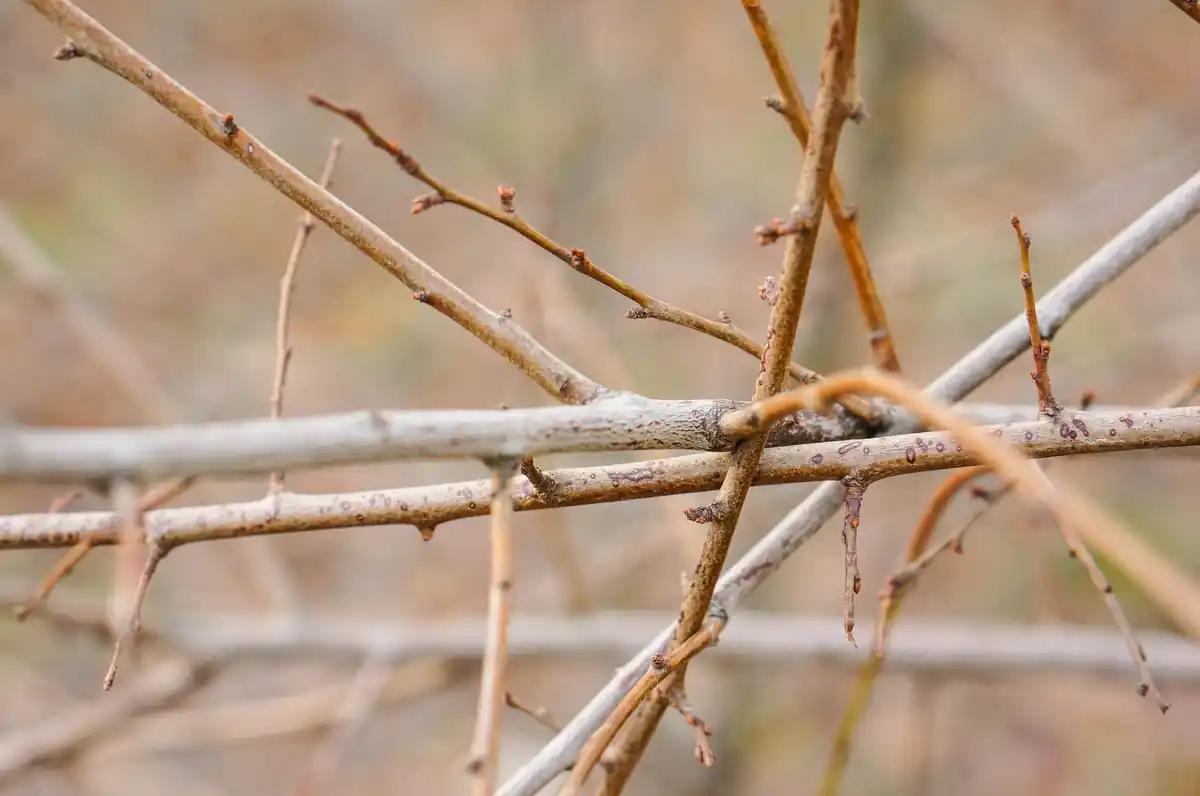 damaged fruit tree bark after winter Czech Republic