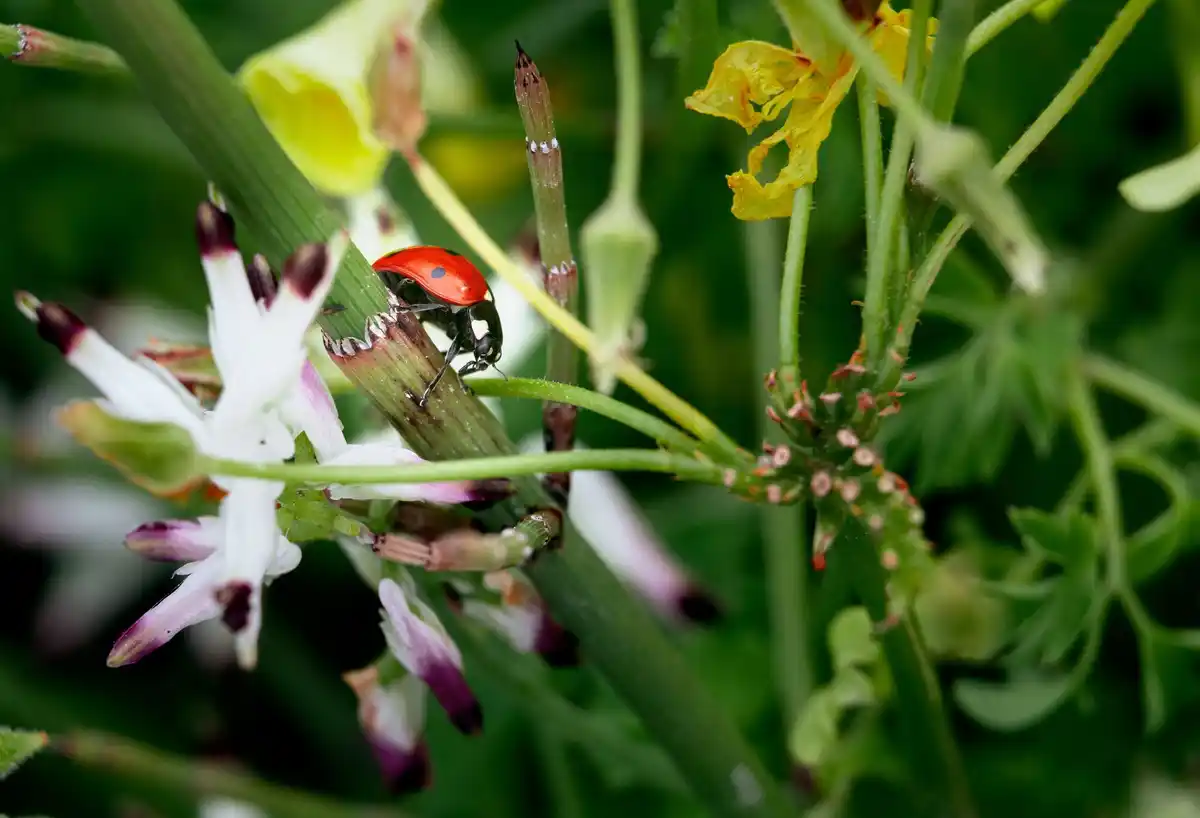 ladybug pest control garden czech
