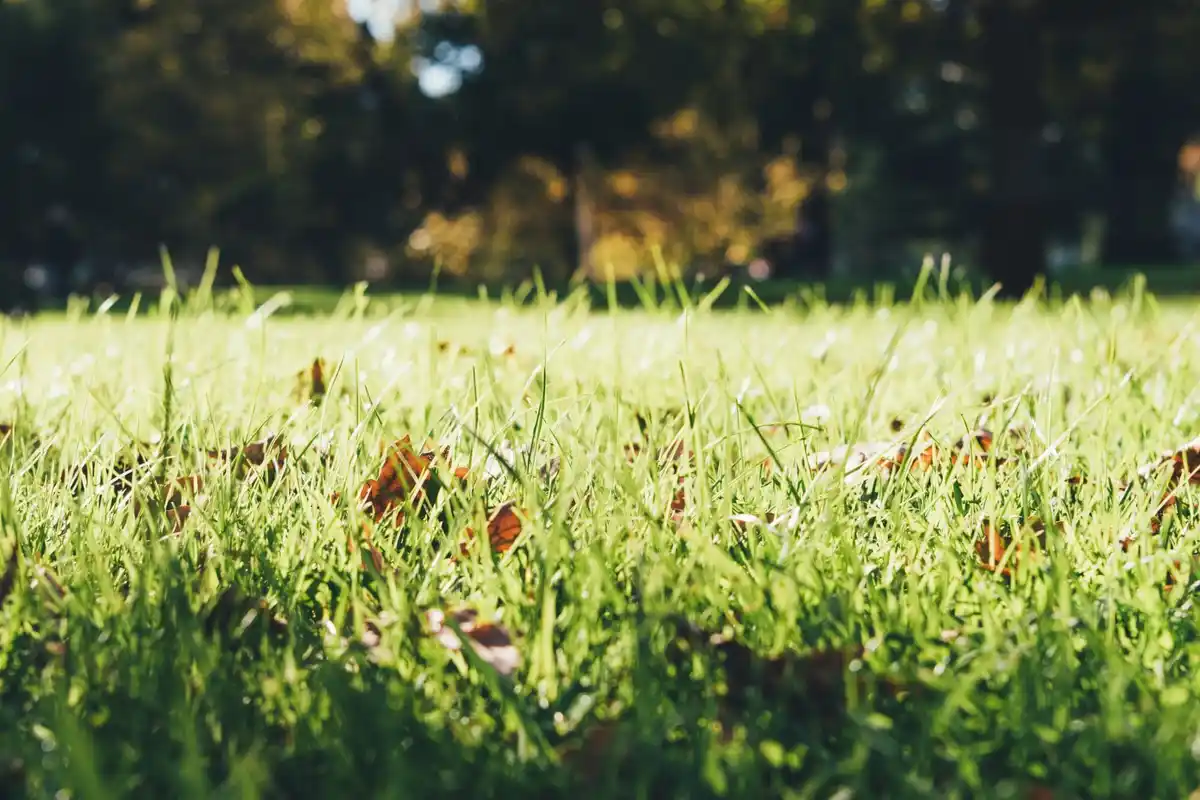 czech autumn lawn care close-up healthy grass