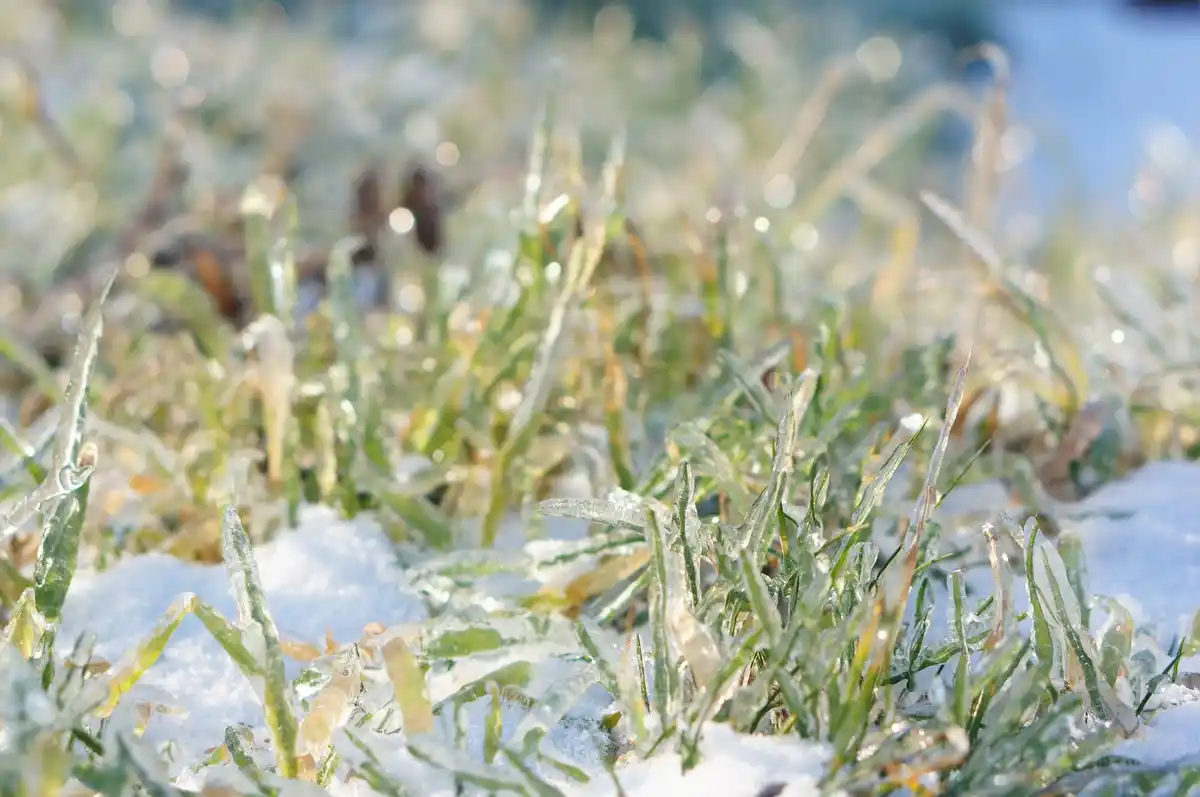 closeup frost lawn protect winter preparation