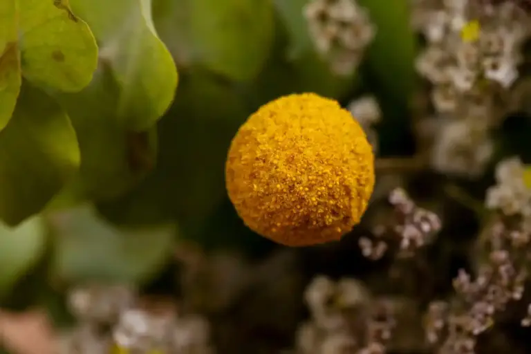 ficus air layering propagation moss ball close up