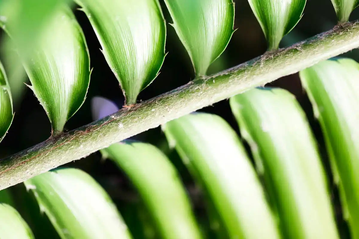 banana peel fertilizer indoor plant closeup sunlight
