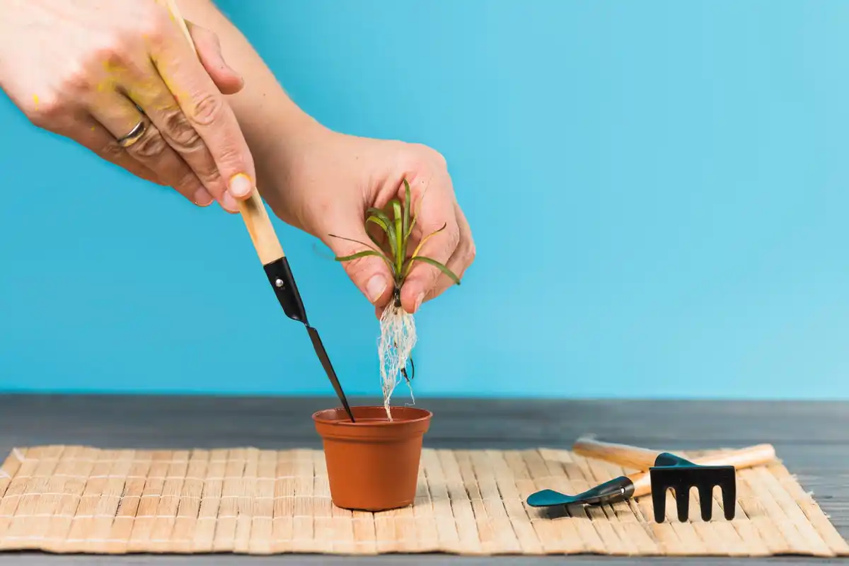 fast seedling sprouting home gardening