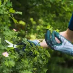 pruning currant bush in Czech garden