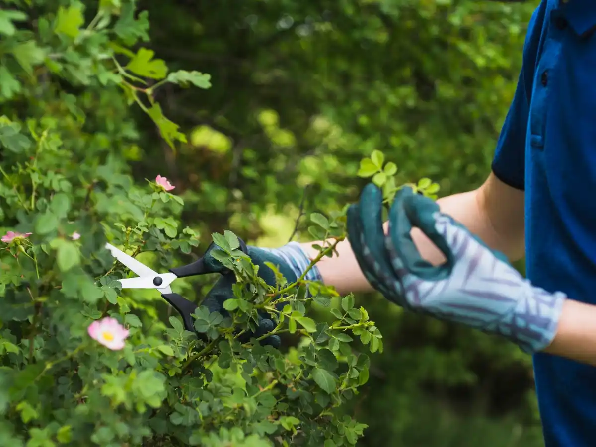 pruning currant bush in Czech garden