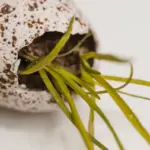 egg shells seed starting gardening macro Czech windowsill