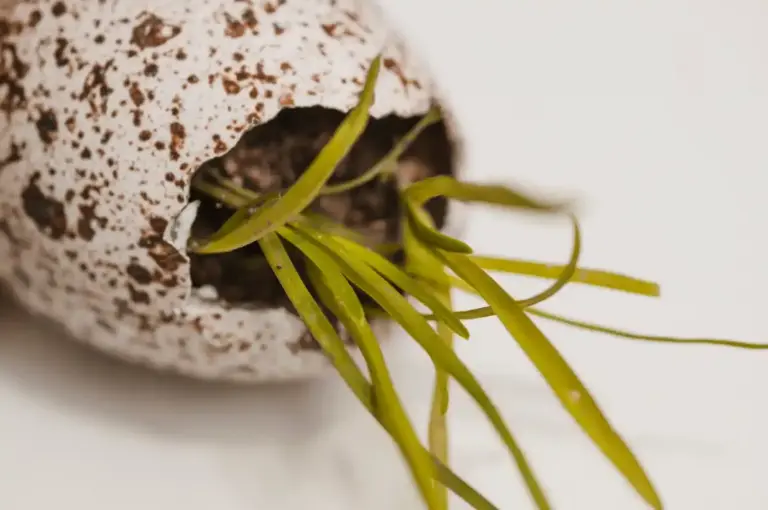 egg shells seed starting gardening macro Czech windowsill