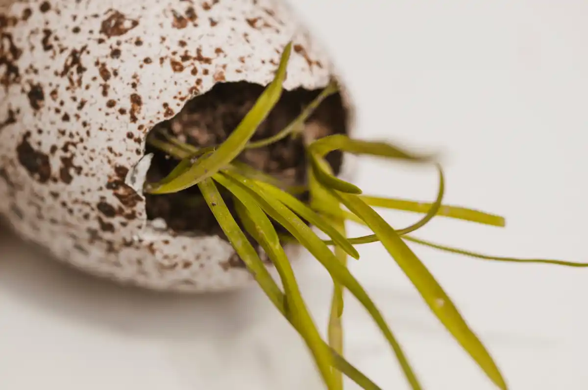 egg shells seed starting gardening macro Czech windowsill