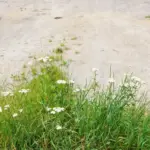 overwatered summer lawn dry cracked soil czech garden