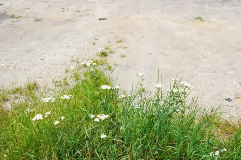 overwatered summer lawn dry cracked soil czech garden