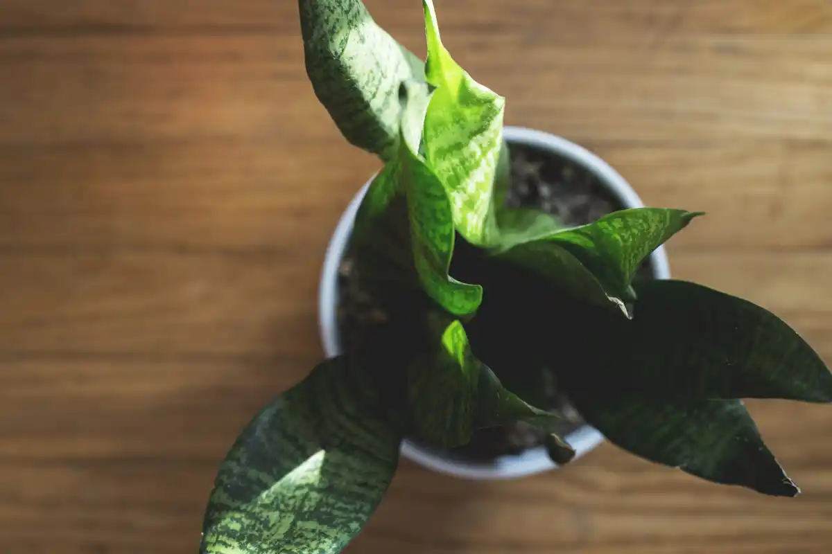 houseplant with dry soil on windowsill