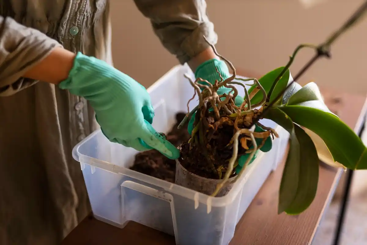 overwatered houseplant roots rot czech home