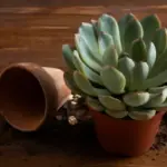 overwatered succulent plant damage