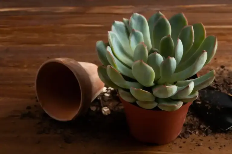 overwatered succulent plant damage