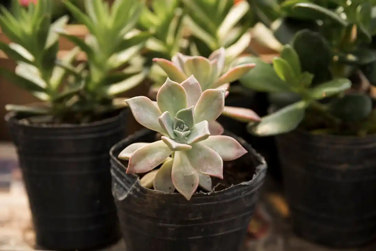 overwatered succulent in pot