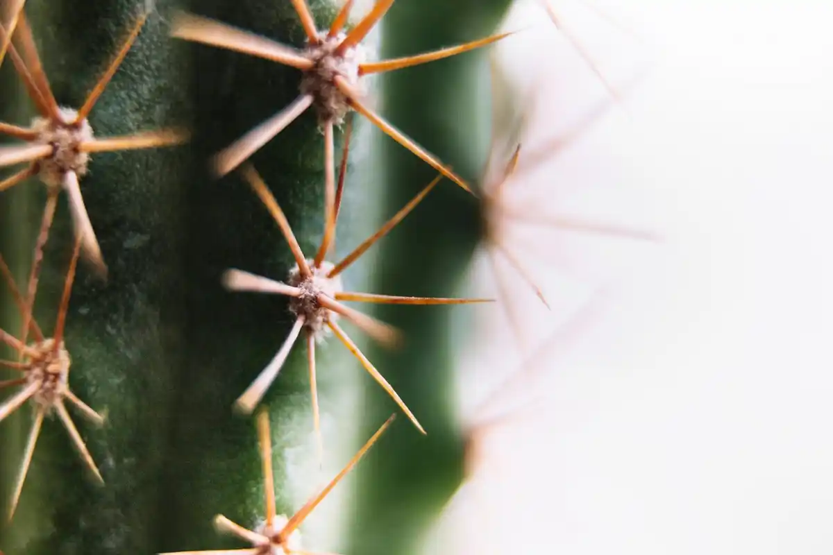 dried succulent leaves close up