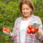 homemade greenhouse czech seniors tomato garden