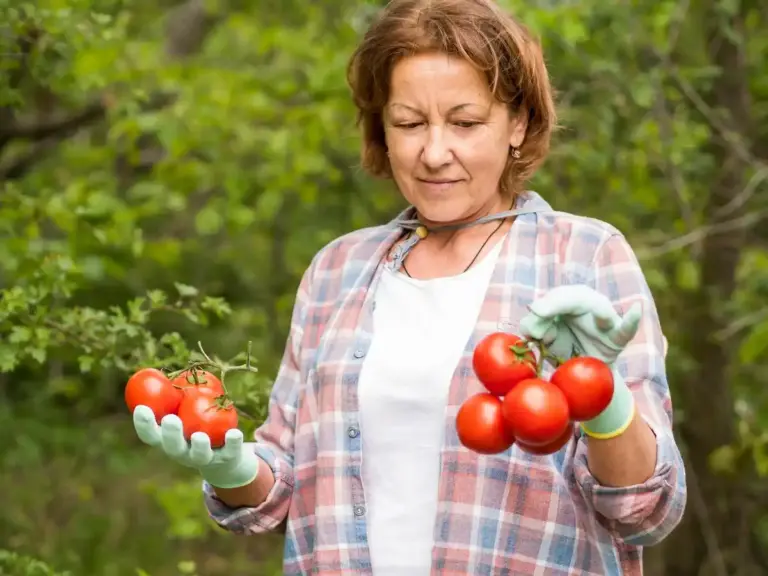 homemade greenhouse czech seniors tomato garden