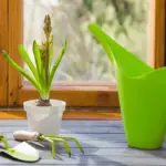 indoor plants soil dry overwatering czech home windowsill