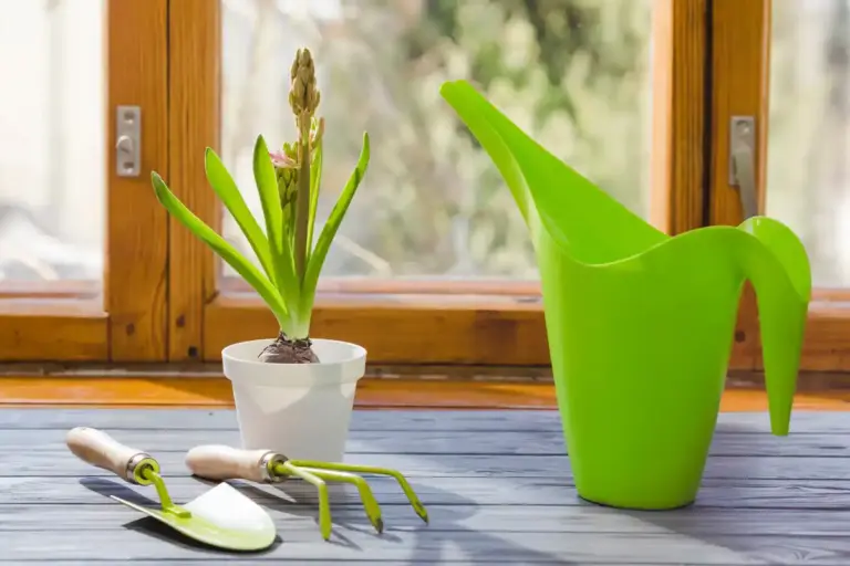 indoor plants soil dry overwatering czech home windowsill