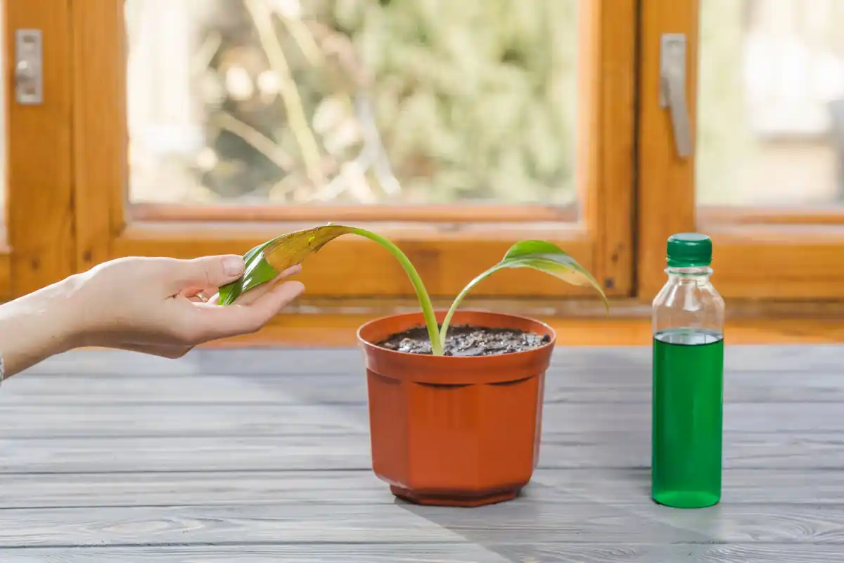 checking soil moisture finger indoor plant czech home
