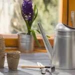 coffee grounds on houseplants czech home