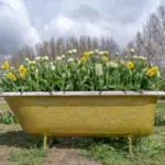 czech meadow style garden