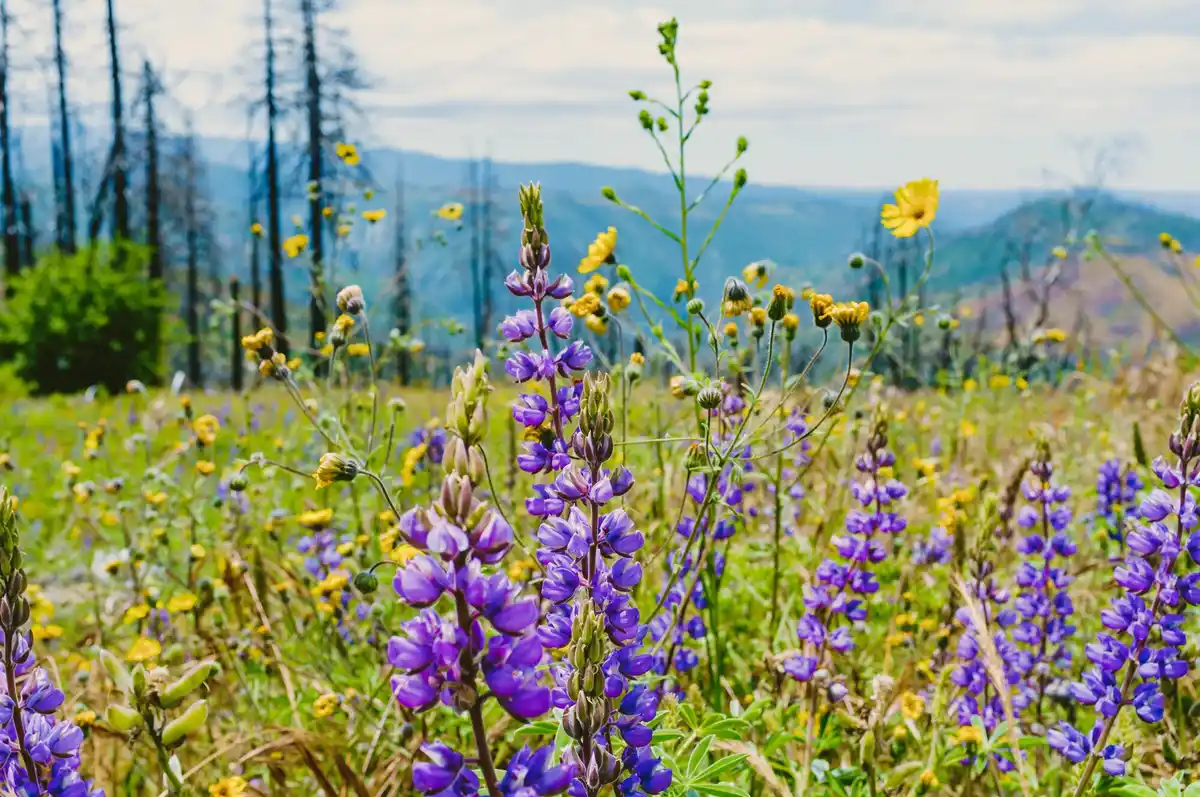 czech wildflower meadow garden