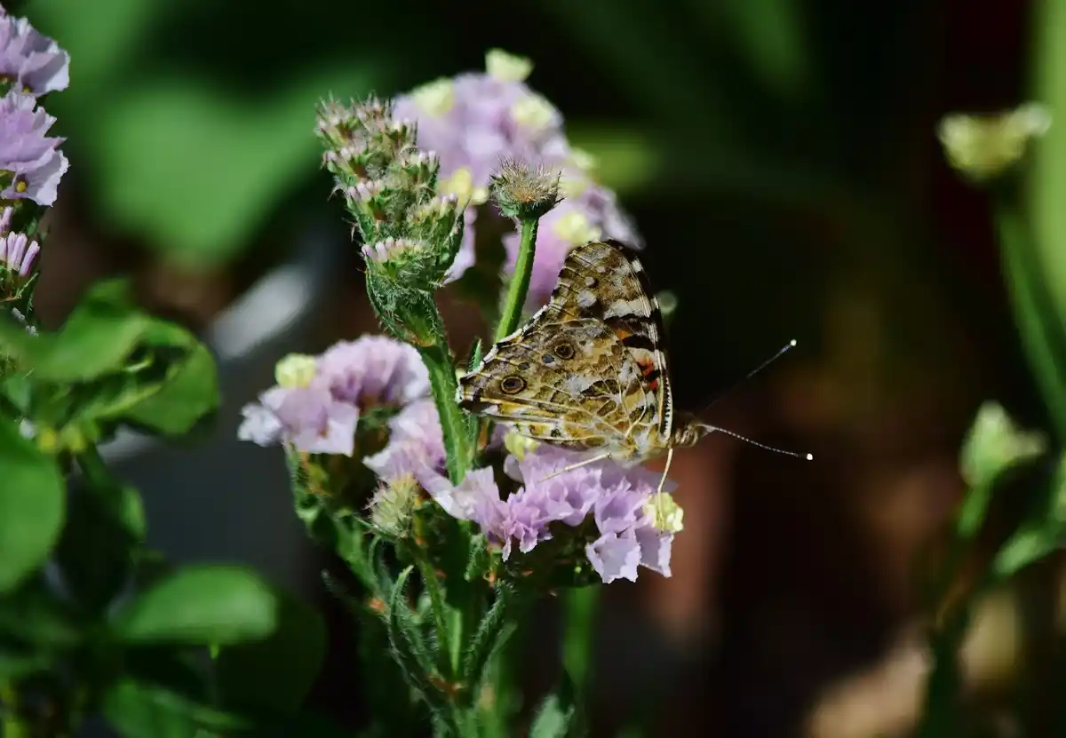 wildflower meadow butterflies czech garden