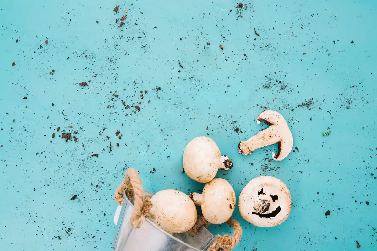 crushed eggshells in garden soil Czech