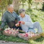 elderly Czech gardeners best fruit harvest