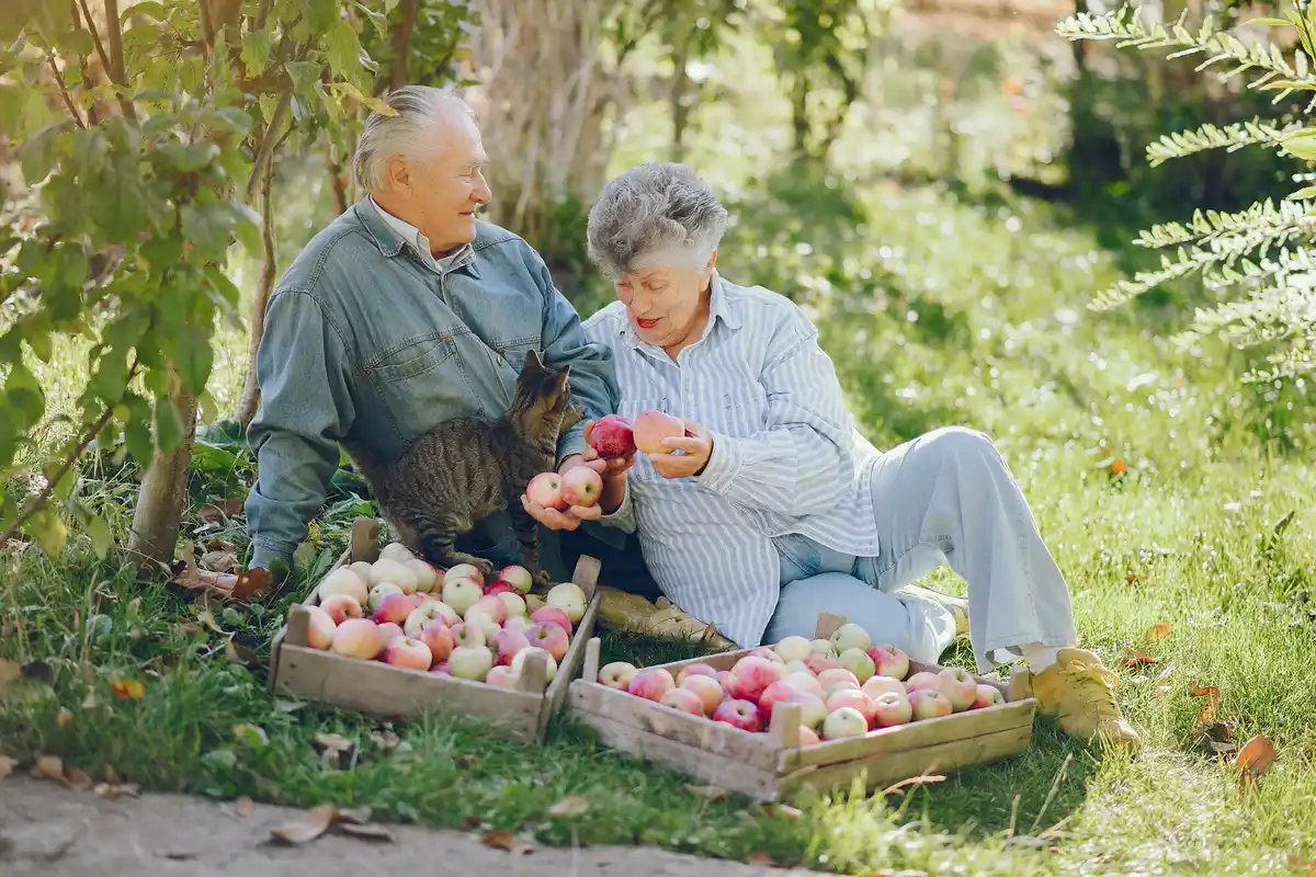 elderly Czech gardeners best fruit harvest