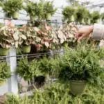 modern Czech hydroponic indoor garden closeup