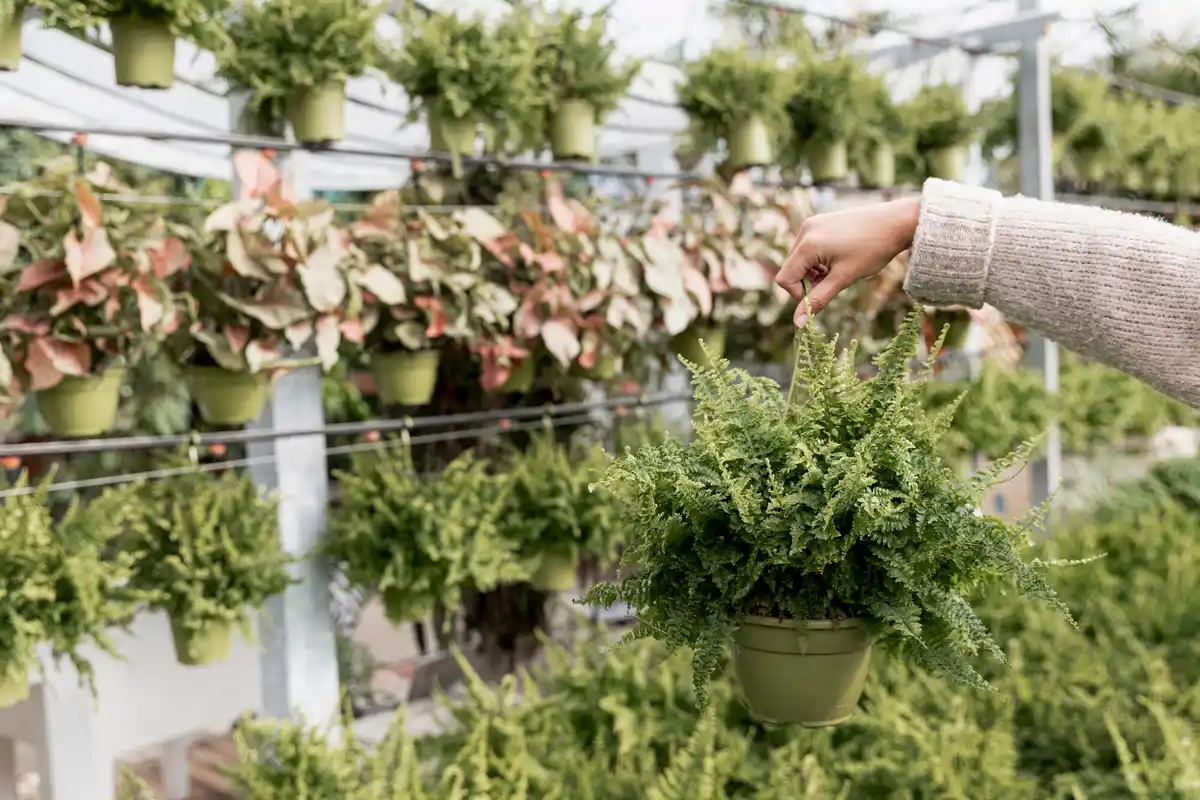 modern Czech hydroponic indoor garden closeup
