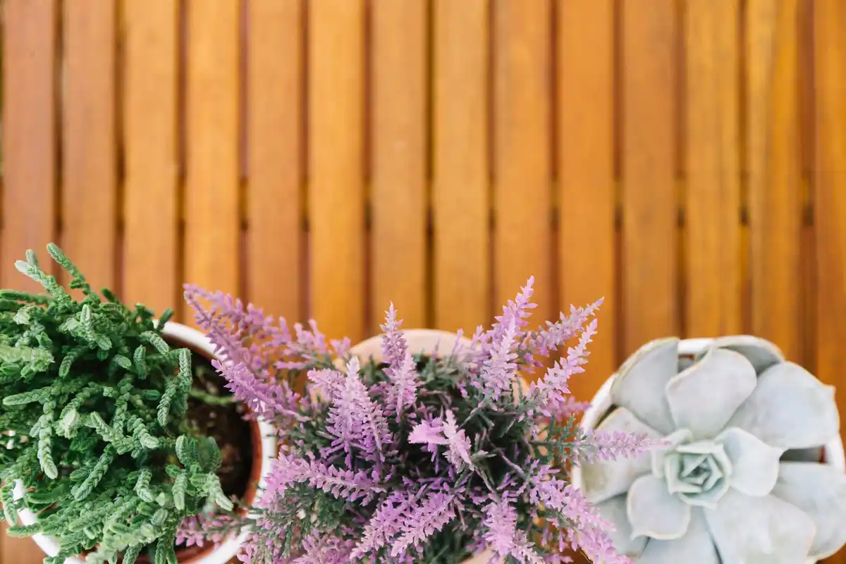 vertical indoor herb garden Czech home detail