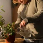 toxic houseplants danger Czech home