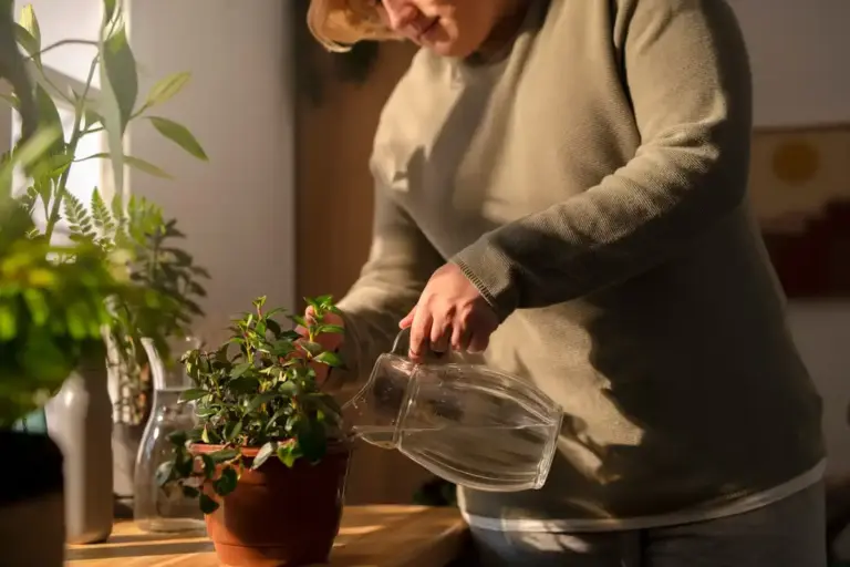 toxic houseplants danger Czech home
