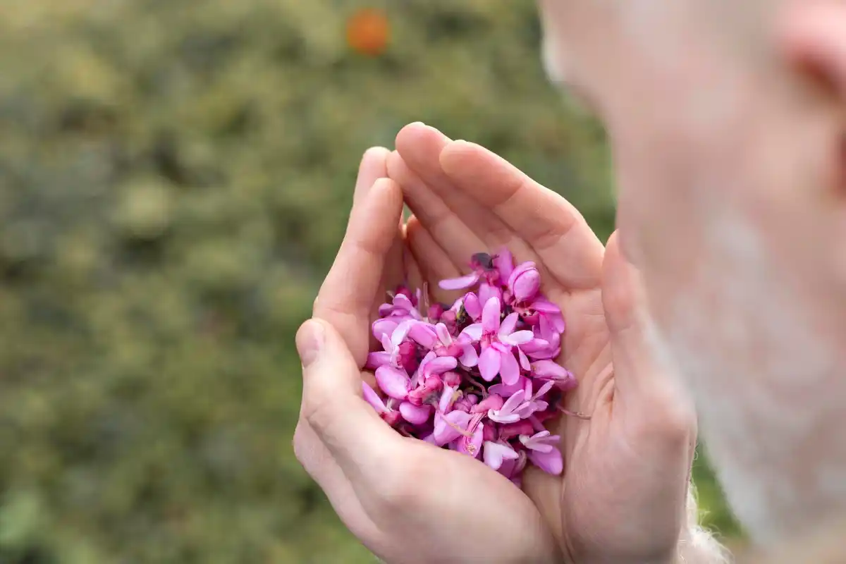 wilted orchid rescue with rice water