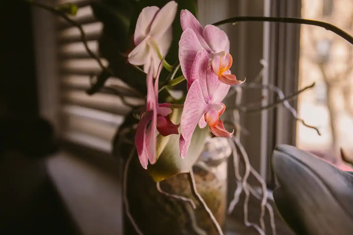 wilted orchid on windowsill