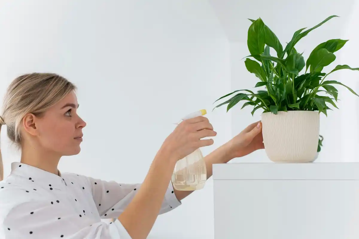 homemade rice water for house plants