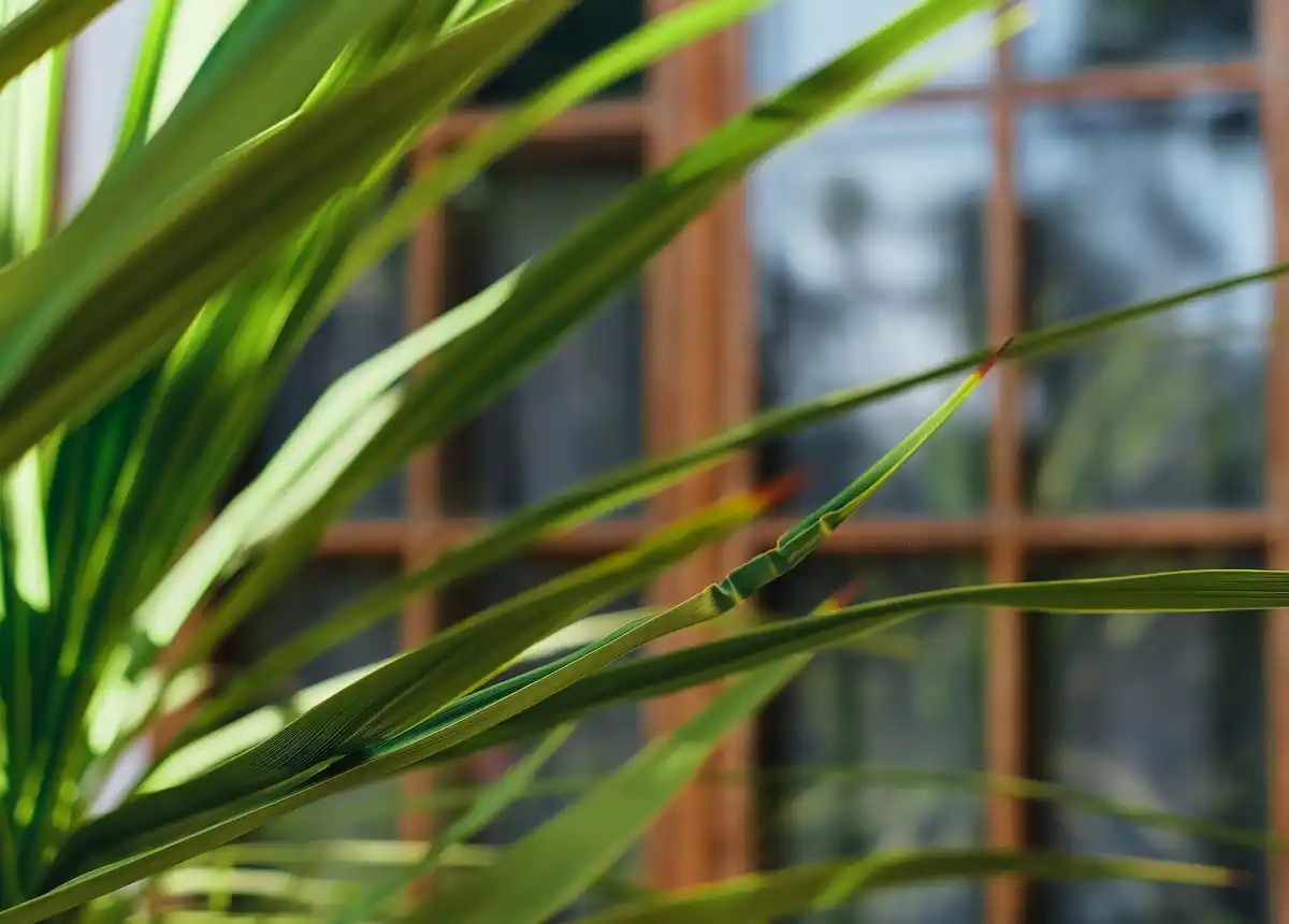 herbs window czech trendy home plants