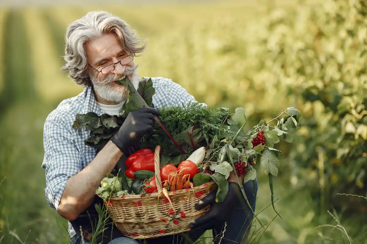 Czech grandfather harvesting tomatoes in garden