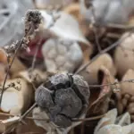 eggshells gardening Czech backyard closeup