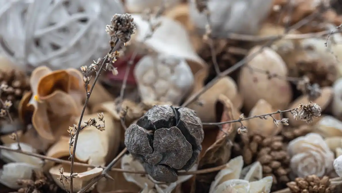 eggshells gardening Czech backyard closeup