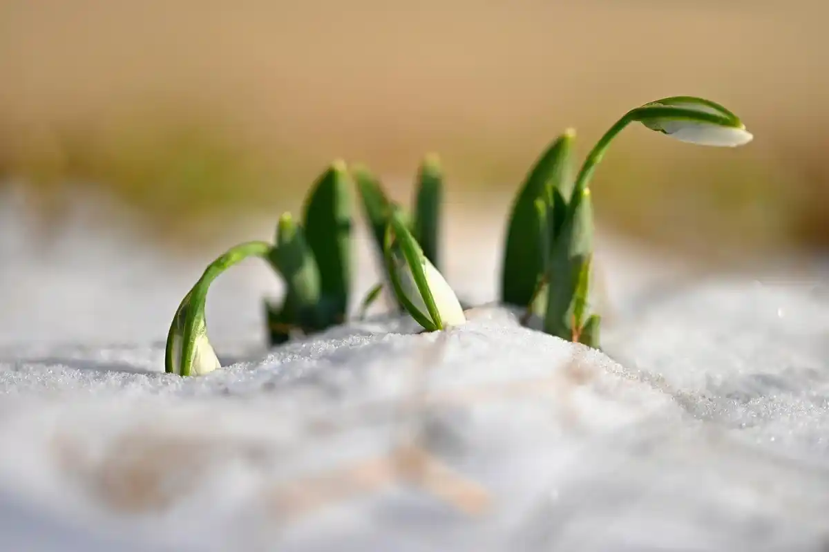 crushed eggshells in garden soil czech