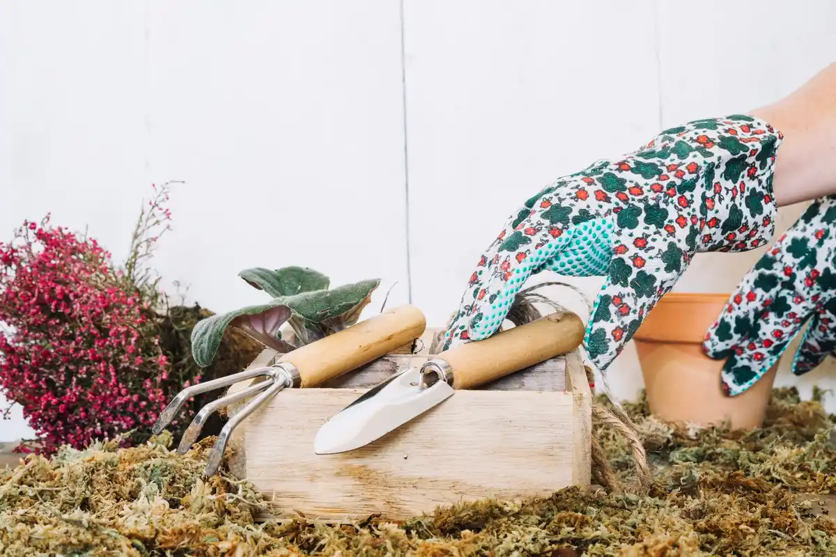 home gardener using eggshells around tomato plants