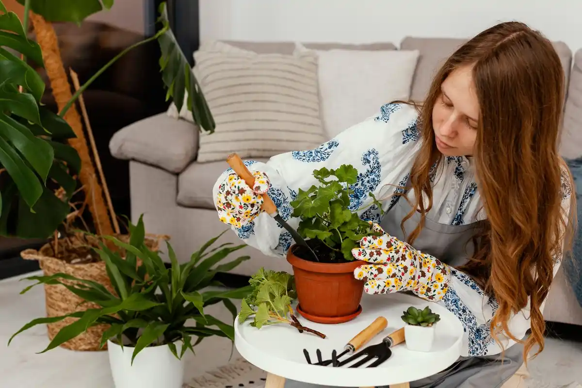 watering indoor plants with lemon water